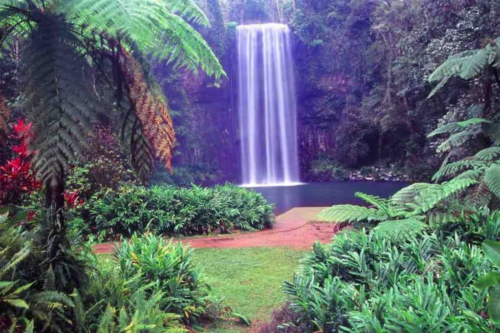 Millaa Millaa Falls cascading into a pristine pool, surrounded by lush rainforest vegetation in the Atherton Tablelands. This iconic waterfall is a top highlight for visitors exploring the natural beauty of the Atherton Tablelands.