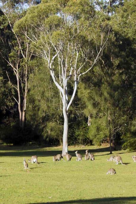 The image shows a group of kangaroos grazing under the shade of large trees in a peaceful, grassy area. This setting is reminiscent of locations like Morisset Park, known for its large populations of wild kangaroos near Sydney. The image captures the essence of observing kangaroos in a serene and natural environment, highlighting one of the popular spots for seeing wild kangaroos in and around Sydney.