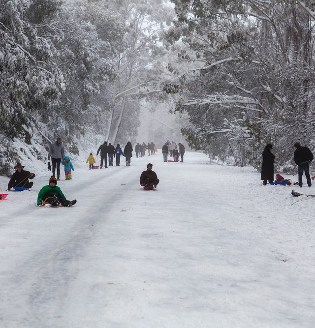 People walking and tobogganning up the snow covered road on Mount Donna Buang