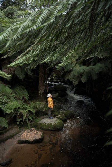 A hiker in a yellow jacket stands on moss-covered rocks, surrounded by towering tree ferns in Mount Field National Park, Tasmania. This lush rainforest setting is one of Tasmania’s hidden nature escapes, offering serene hiking trails and untouched wilderness.