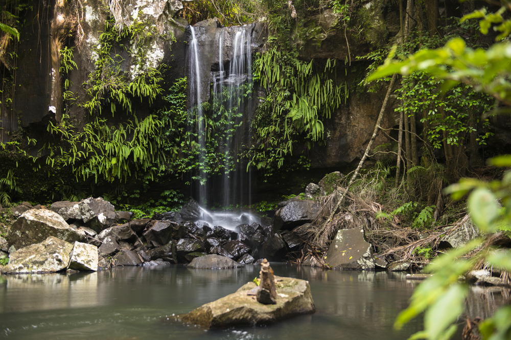 Curtis Falls waterfall in Mount Tambourine, the waterfall is located in the gold coast hinterlands, Queensland.