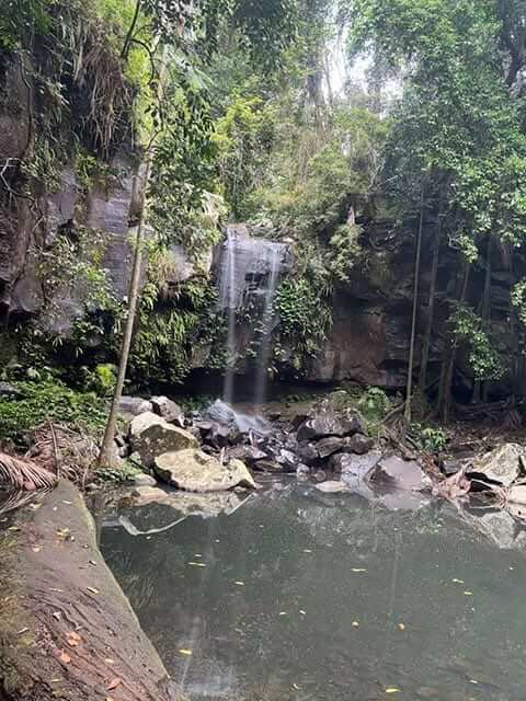 Curtis Falls at Mount Tamborine, a hidden gem nestled in the lush forests, perfect for day four of a Gold Coast adventure itinerary.