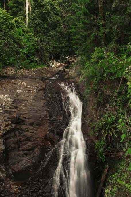Natural Bridge waterfall, where water flows down over dark rocky surfaces, surrounded by lush green foliage and dense forest. This picturesque waterfall is a hidden gem and a prime example of the best waterfalls to explore in Queensland, offering a tranquil retreat for nature enthusiasts.