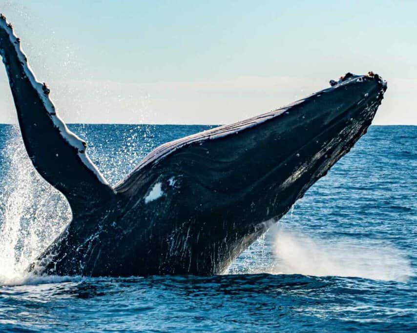A majestic Humpback Whale breaching the surface of the ocean during a Sydney whale cruise, showcasing the incredible wildlife encounters that can be experienced on a Sydney Harbour whale watching tour.