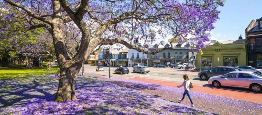 Jacaranda trees in Paddington Sydney, Australia