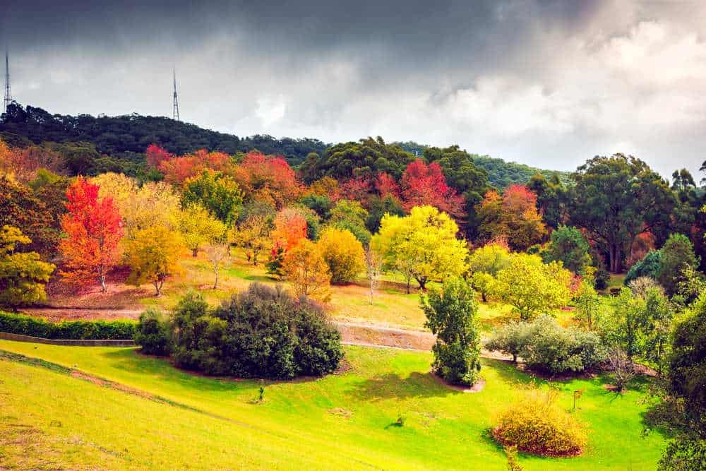 A vibrant hillside in the Adelaide Hills covered with trees showing brilliant reds, yellows, and oranges under a moody sky, perfectly capturing the colours of autumn in Adelaide as the season transforms the landscape.