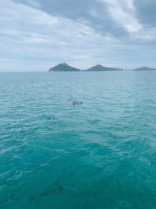 A single dolphin swimming in the turquoise waters of Port Stephens with distant green hills under a cloudy sky, highlighting the natural beauty experienced during the best times for Port Stephens dolphin watching tours.