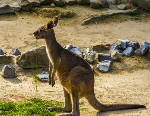 Portrait of a Eastern Grey Kangaroo Tropical Marsupial