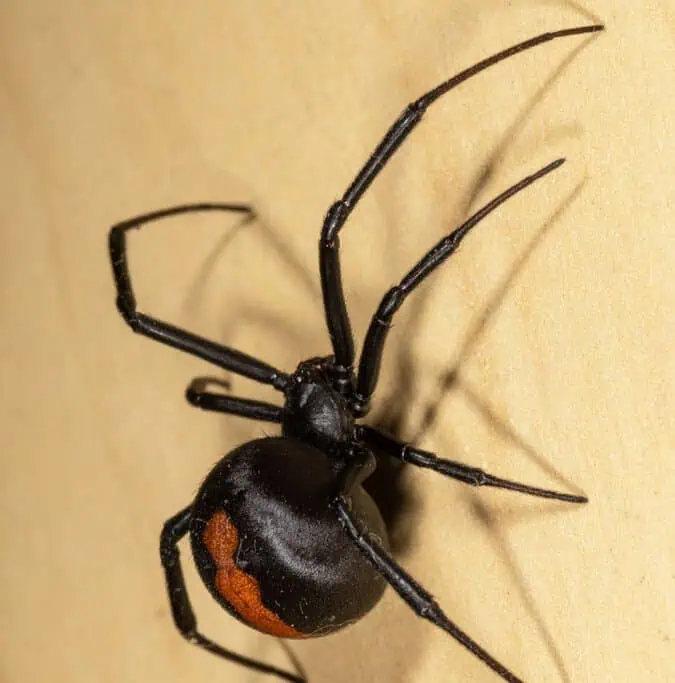 A redback spider, one of Perth’s dangerous wildlife, crawls on a surface showing its distinctive red marking. Known for its venomous bite, this spider is a common yet hazardous presence in Perth's urban areas.