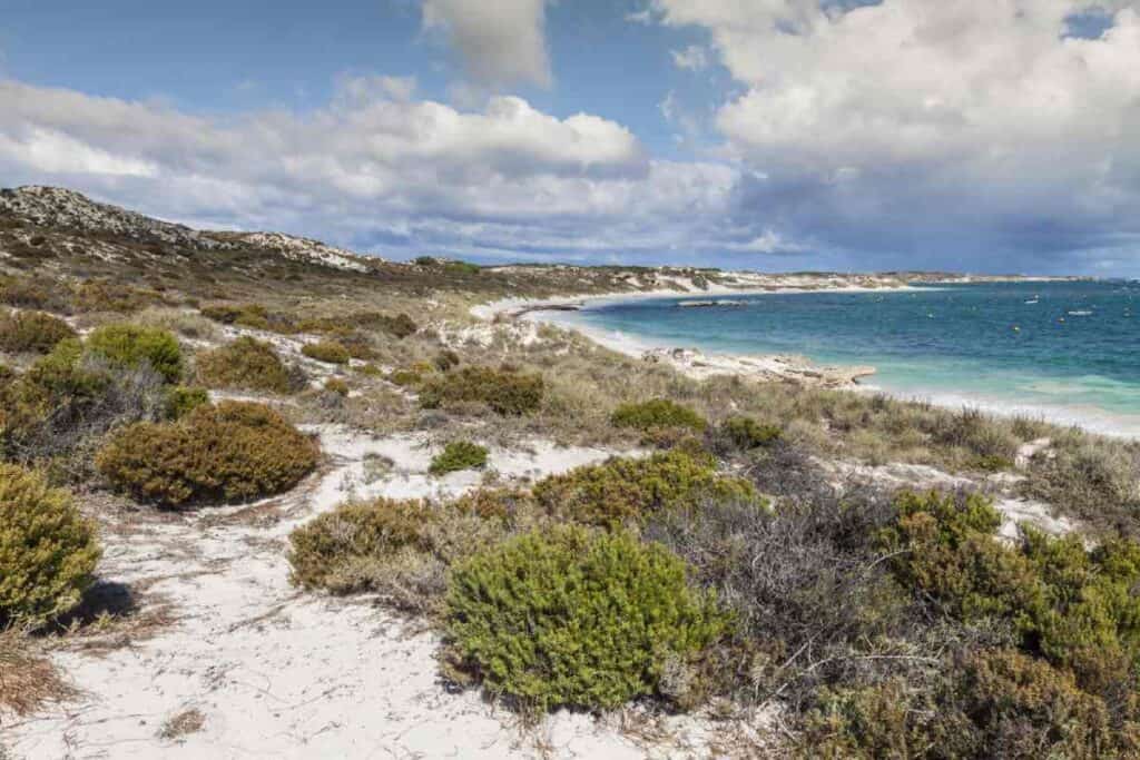 Scenic view of one of Rottnest Island's tranquil beaches, showcasing Western Australia's coastal allure with crystal-clear waters and native shrubbery leading to soft white sands.