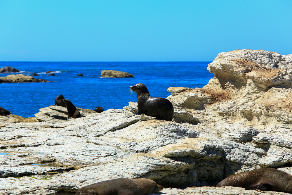 wild seal at Seal colony