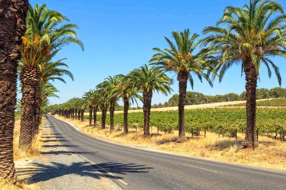 Road lined with tall palm trees leading to Seppeltsfield Winery in Barossa Valley, illustrating the scenic routes and iconic landmarks, essential for any Barossa Valley travel guide.