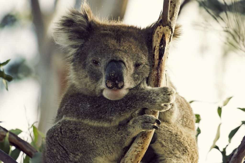 A sleepy koala clings to a eucalyptus tree, resting in its natural habitat. This image highlights the importance of keeping a keen eye out for wildlife while traveling along Australia's scenic route. Learning how to spot wildlife on the Great Ocean Road means looking up into the gum trees, where koalas often nap during the day.