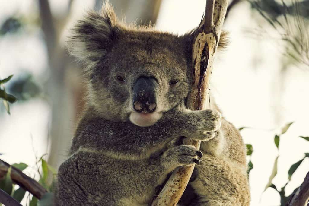 A sleepy koala clings to a eucalyptus tree, resting in its natural habitat. This image highlights the importance of keeping a keen eye out for wildlife while traveling along Australia's scenic route. Learning how to spot wildlife on the Great Ocean Road means looking up into the gum trees, where koalas often nap during the day.