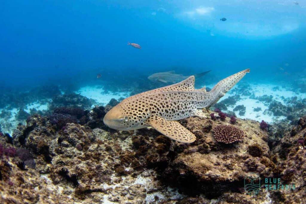 A Leopard Shark swimming over a coral reef in the clear waters of Byron Bay, showcasing the rich marine life encountered when you snorkel in Byron Bay.