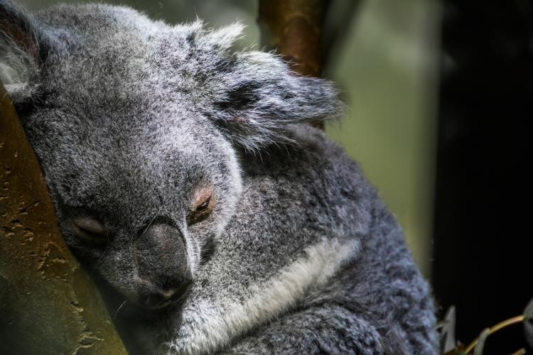 A koala peacefully sleeping on a branch, a common sight in the natural habitat on Kangaroo Island, one of the quintessential wildlife encounters you must experience in Australia.
