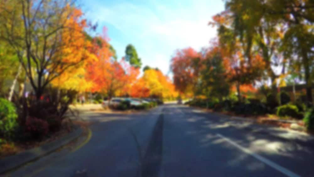 A tree-lined street in Stirling, Adelaide Hills, bursts with vibrant autumn colours of red, orange, and gold, showcasing why this area is one of the best places in Adelaide to experience the beauty of autumn leaves.