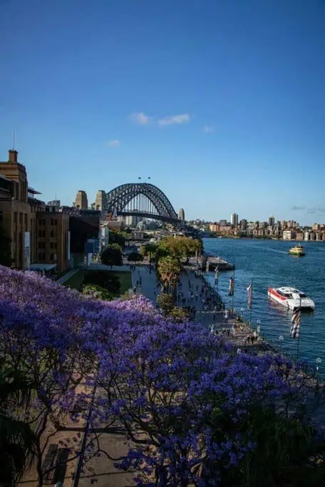 Sydney Harbour Jacaranda Trees Sydney, Australia
