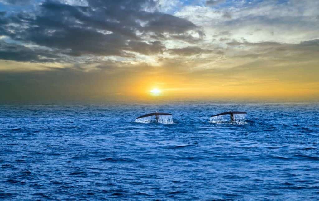 Two humpback whale tails emerging from the ocean at sunset in Hervey Bay, a popular location during both the best and worst months for whale watching in Australia, where sightings can vary with the season.