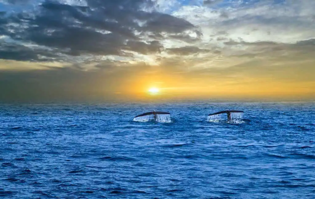 Two humpback whale tails emerging from the ocean at sunset in Hervey Bay, a popular location during both the best and worst months for whale watching in Australia, where sightings can vary with the season.