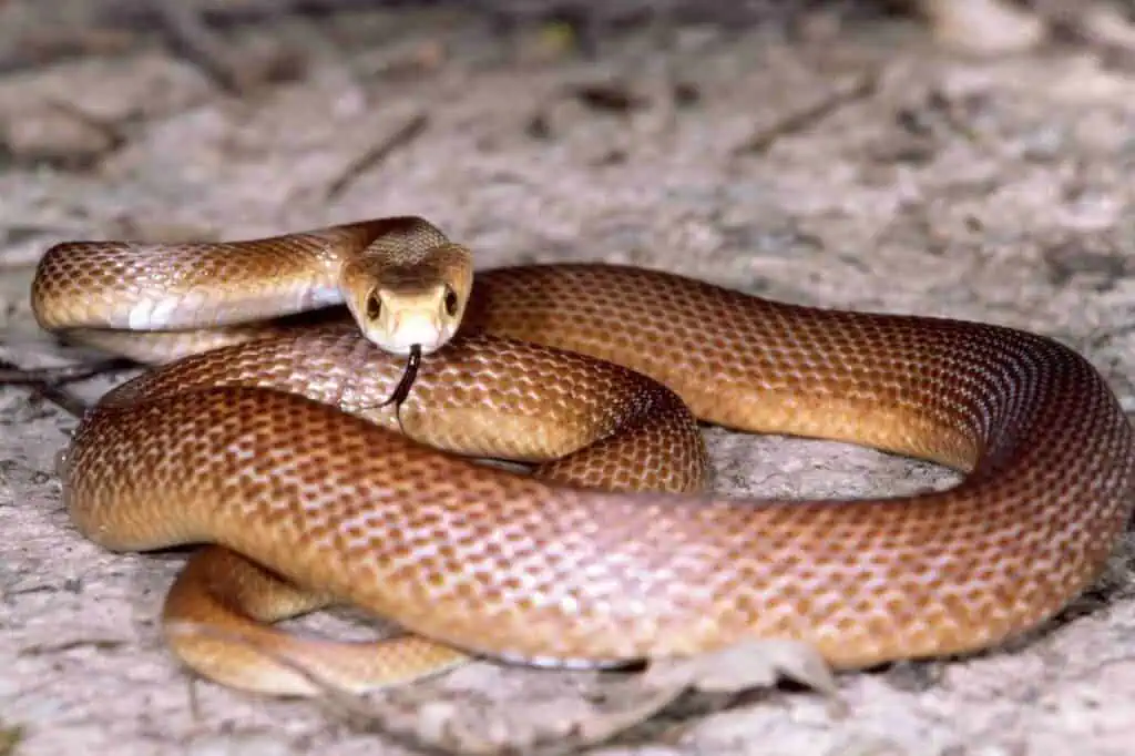 A coastal taipan, one of the venomous animals in Perth, lies coiled on the ground with its tongue flicking out. Known for its fast-acting venom, this snake is one of the most dangerous reptiles found in Perth's natural environments.