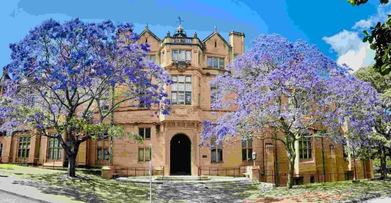 Spring time jacaranda trees blooming outside the Medicine building at the University of Sydney
