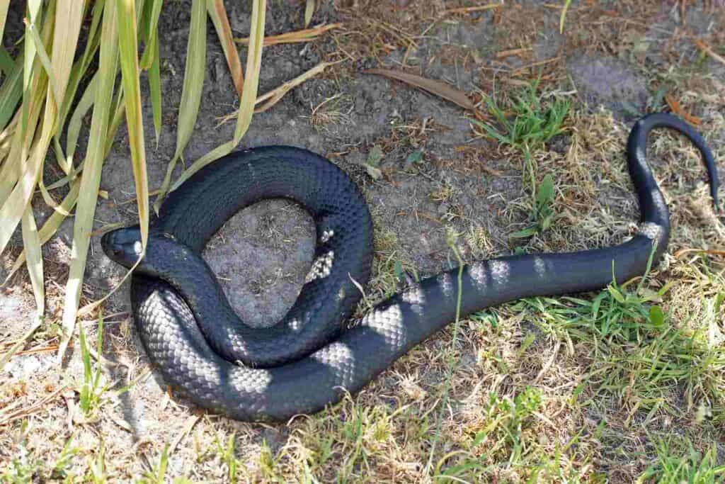 A tiger snake coiled on the ground in Tasmania, Australia, showcasing one of the country's most venomous snakes. This image relates to the topic 'Australia dangerous,' highlighting the risks associated with Australia's wildlife and the importance of being aware and cautious in natural environments.