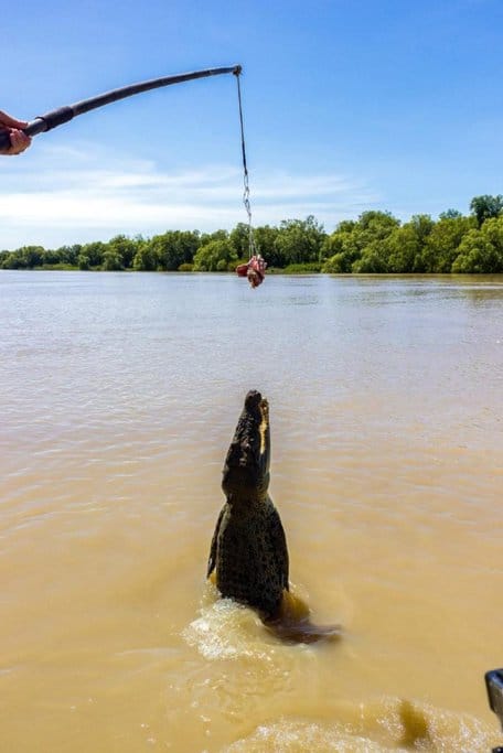 A massive saltwater crocodile leaps out of the muddy waters of a Northern Territory river, jaws open, as it attempts to snatch a piece of meat hanging from a pole. This thrilling jumping crocodile encounter is one of the mind-blowing experiences in Northern Territory, offering visitors an up-close look at these powerful predators in their natural habitat.