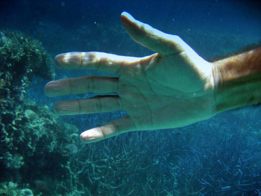 Hand reaching towards coral in the Great Barrier Reef waters. Emphasises the importance of not touching or disturbing the coral, a key tip in the guide on what not to do at the Great Barrier Reef.