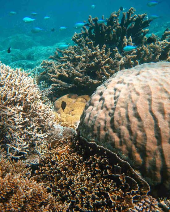 Vibrant underwater coral reef teeming with marine life in the Great Barrier Reef, Queensland, Australia. An iconic destination for snorkeling and diving enthusiasts seeking unforgettable outdoor adventure activities in Queensland.