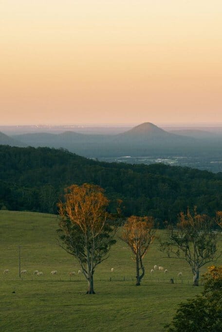 A peaceful view from Dahmongah Lookout in Mount Mee, showcasing golden-hued trees, grazing cattle, and distant hills, highlighting a tranquil stop on Queensland's best scenic drives.