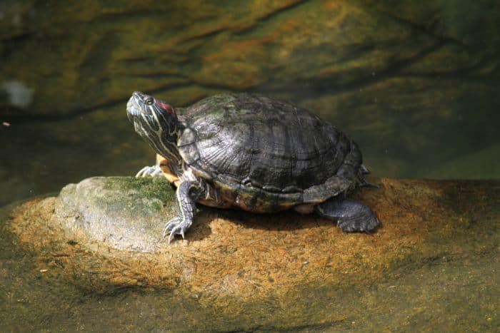 A turtle basking on a rock beside a tranquil waterway, symbolizing the serene experience of watching turtles nest at Mon Repos, a must-have wildlife encounter in Australia.