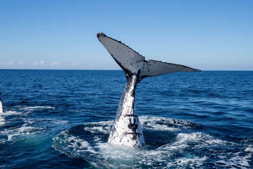 A Humpback whale's tail emerging from the ocean, set against a clear blue sky and sea, highlighting the thrilling experience of whale watching in Byron Bay.