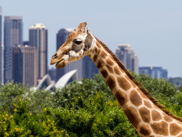 A giraffe and Sydney background from Taronga Zoo