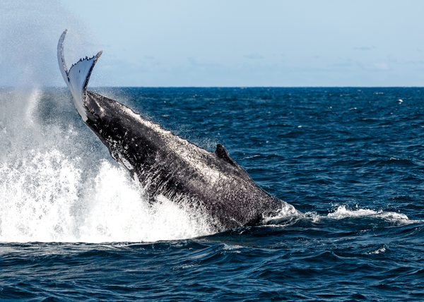whales-migrating-off-the-coast-of-sydney-australia