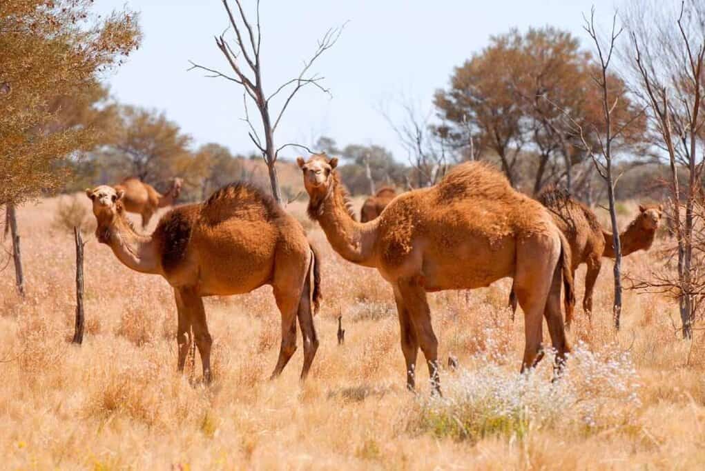 A group of wild camels roaming through dry grassland in the Australian outback, highlighting unexpected encounters with dangerous animals around Uluru's remote desert landscapes.