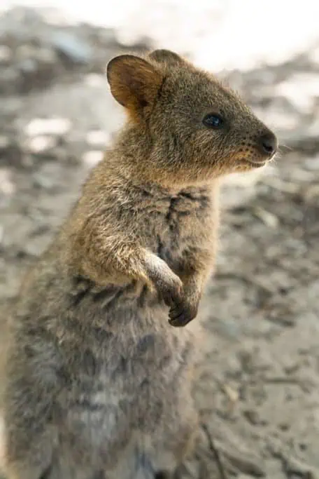 Close-up of a quokka, one of Australia's iconic and friendly marsupials, commonly found on Rottnest Island near Perth. This image connects to Perth's appeal, highlighting its unique wildlife encounters and reinforcing why Perth is a great destination for animal lovers.