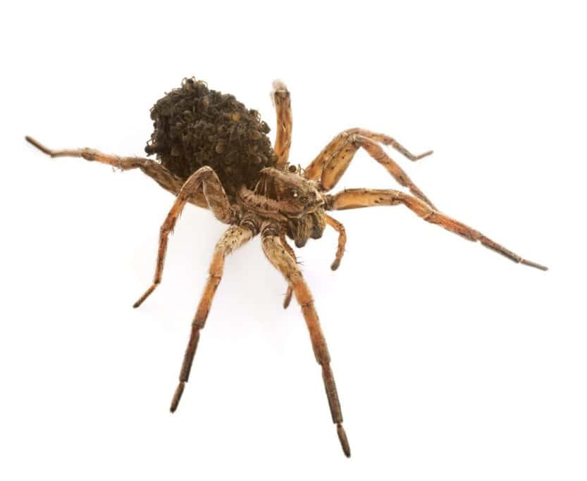 A close-up of a wolf spider carrying its babies on its back, highlighting one of Australia's unique but intimidating wildlife. This image relates to the post about 'is Australia safe,' addressing the common concerns about encountering dangerous creatures in Australia.