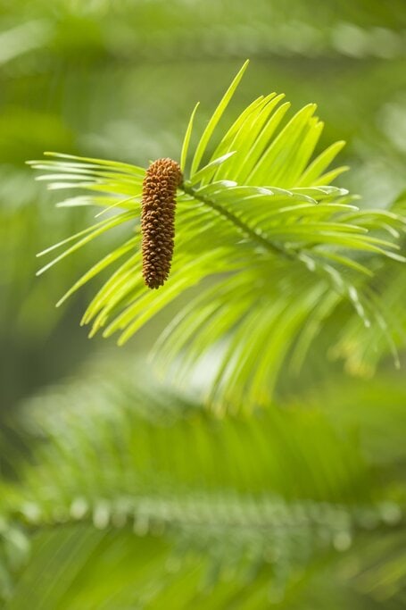 Close-up of a Wollemi Pine branch with its distinctive cone, showcasing one of the world’s rarest and oldest tree species—an extraordinary example of hidden natural history tied to unusual facts about New South Wales.