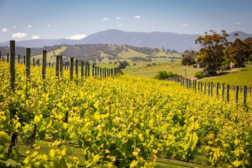 The winery in Yarra Valley  Melbourne